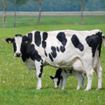 Dairy Cow with Calf