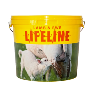 Lifeline Lamb and Ewe